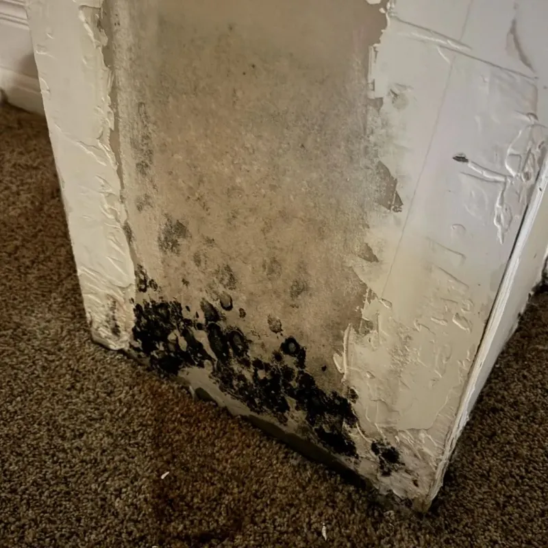 Professional Mold Removal in Newberry, SC